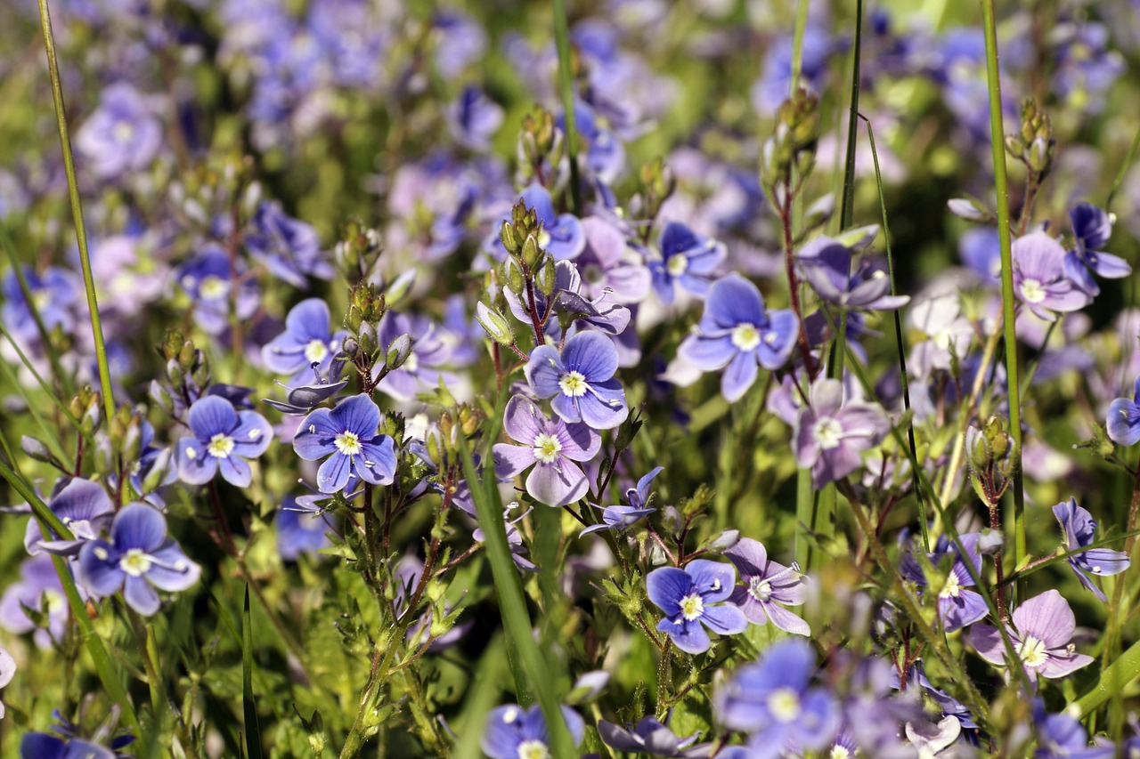 How to Grow Herbs Indoors for Easy Access